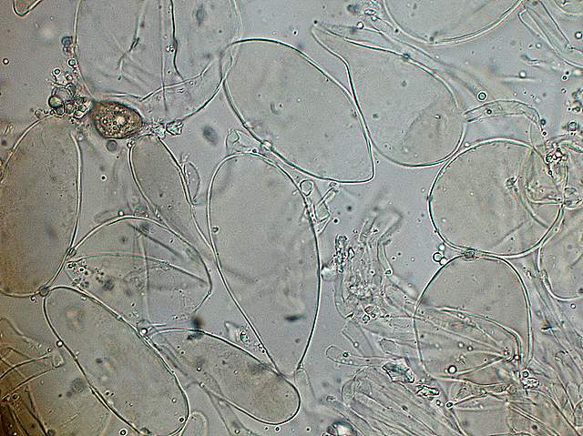 Amanita  battarrae  (Boud.)  Bon